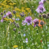 Beautiful flower meadow on the side of the path