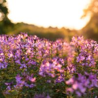 photo-1470621178165-f1fb40c4401f_Web